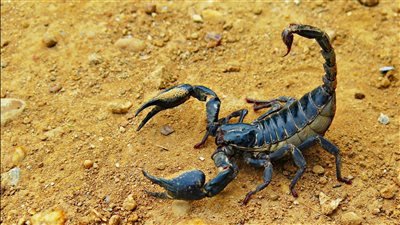 مكان عيش العقارب في المنزل