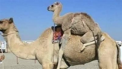 القاعود الجمل 