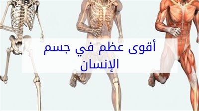 أقوى عظام جسم الإنسان