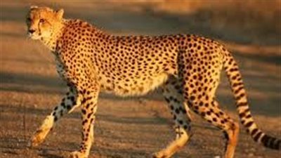 أسرع حيوان على وجه الأرض