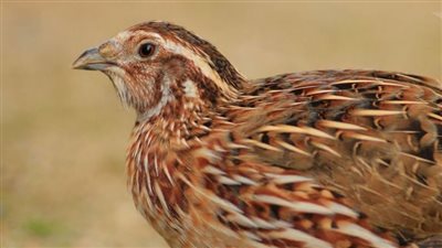 كل ما تريد معرفتة عن السمان وبيضة