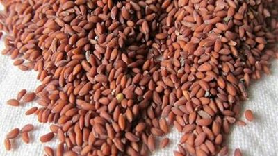 فوائد حب الرشاد قبل النوم