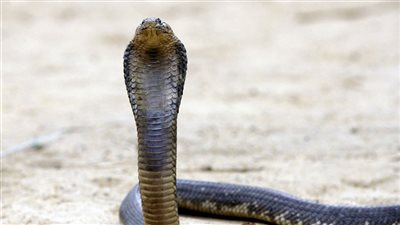 طريقة التصرف في حال وجدت ثعبان في المنزل