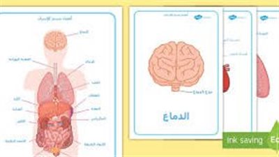 كل ما رتيد عرفته عن اعضاء جسم الانسان