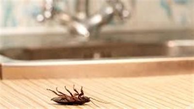 افضل طريقه  للقضاء على الصراصير بدون مبيدات