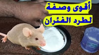 افضل طريقة لطرد الفئران من المنزل