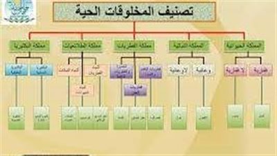 أهمية تصنيف الكائنات الحية
