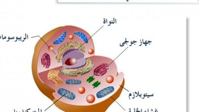 كل ما تريد معرفته عن مكونات الخلية الحية