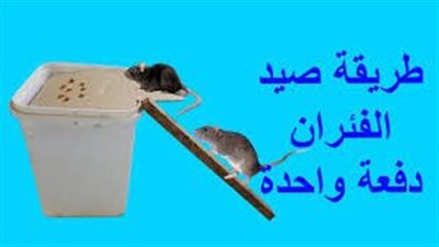 أفضل طرق صيد الفئران