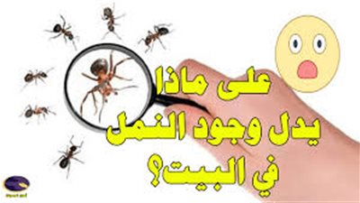 افضل طريقه للتخلص من النمل في المنزل