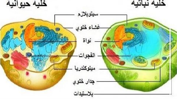 موقع أيام نيوز