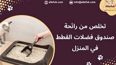 افضل طريقة للتخلص  من رائحة فضلات القطط