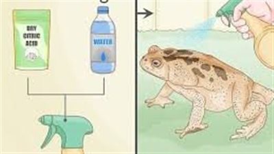 افضل طريقه للتخلص من الضفادع