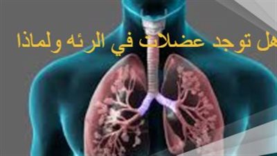 هل توجد عضلات في الرئه ؟