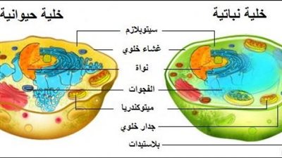 تركيب الخلية الحيوانية