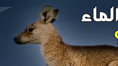 ما هو الشيء الذي يحب الماء واذا شربه ېموت