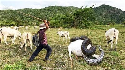 أكبر 5 أفاعي حقيقية في العالم لن تصدق كم يبلغ حجمها