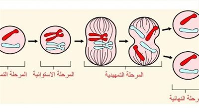 مراحل الانقسام الخيطي المتساوي في الخلية النباتية
