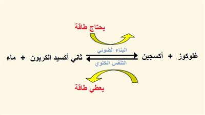 ماذا يحدث خلال التنفس الخلوي