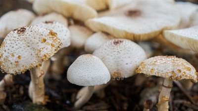 أثر الطلائعيات في الحياة