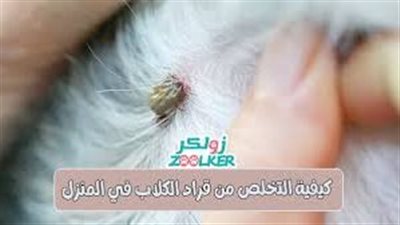 كيفية التخلص من قراد الكلاب في المنزل
