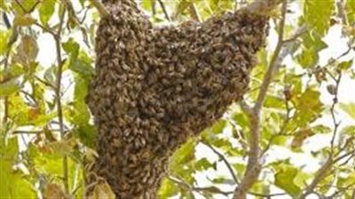 افضل طريقة للتخلص  من خلية النحل