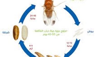 كيفية القضاء على ذبابة الفاكهة