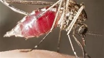 مكونات جسم البعوضة والامړاض التي تنقلها ووسائل مكافحتها