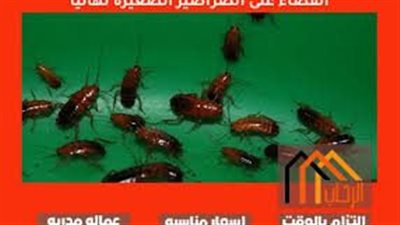 افضل طريقة للقضاء على الصراصير الصغيرة