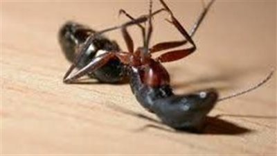 كل ما تريد معرفته عن عجائب وغرائب النمل