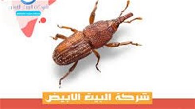 أسباب ظهور حشرة السوس في المنزل