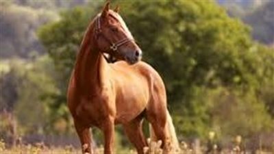  كل ما تريد معرفته عن الحصان