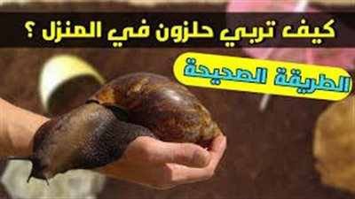 افضل طريقة لتربية الحلزون