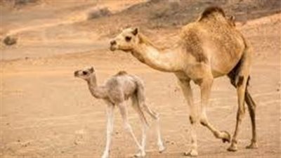 ما أنواع الإبل