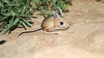 كل ما تريد معرفته عن الجربوع