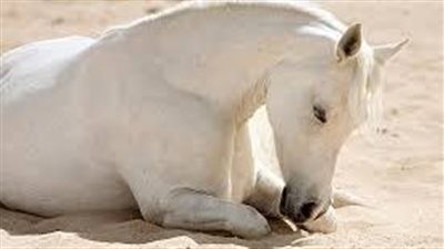 كيف ينام الخيل