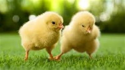 ما هو اسم صغير الدجاجة