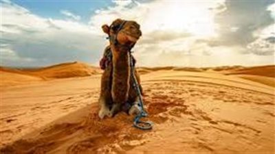 ما اسم صوت الجمل