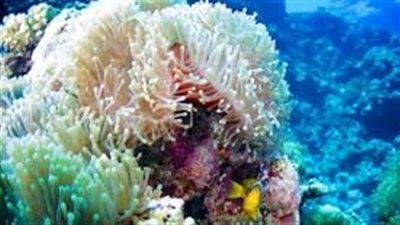 تعرف علي التكاثر اللاجنسي في الحيوانات