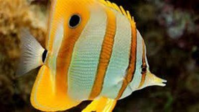عجائب خلق الله في الحيوانات