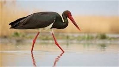 كا ما تريد معرفته عن حيوان مالك الحزين