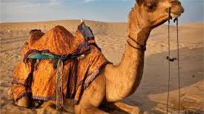 ما صفات الجمل
