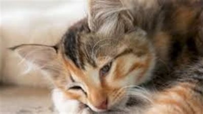 ما علاج إسهال القطط بالزبادي