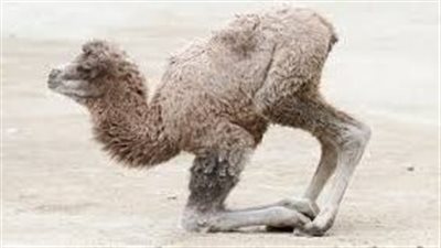 ماذا يسمي صغير الجمل