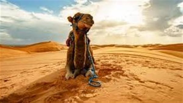موقع أيام نيوز