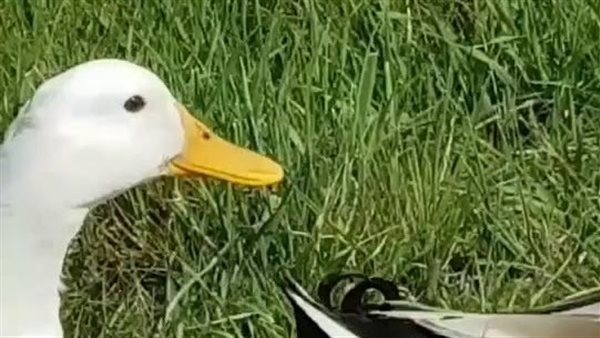 موقع أيام نيوز