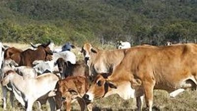 كيفية تسمين العجول في الاردن