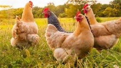 ما اهمية تربية الدواجن