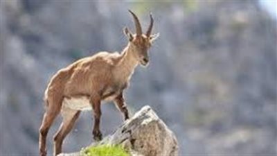 كل ما تريد معرفته عن حيوان الوعل
