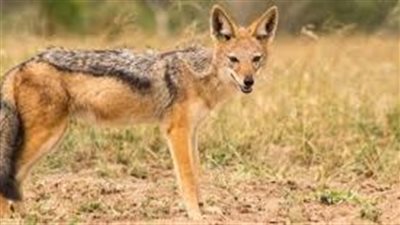 كل ما تريد معرفته عن حيوان الواوي